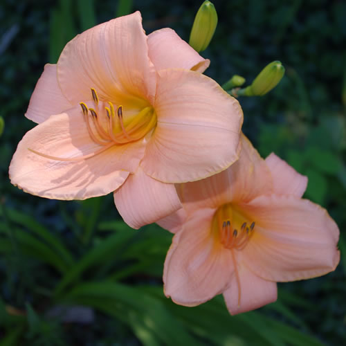 Hemerocallis Bermuda Coral 